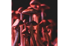 Magic mushrooms.